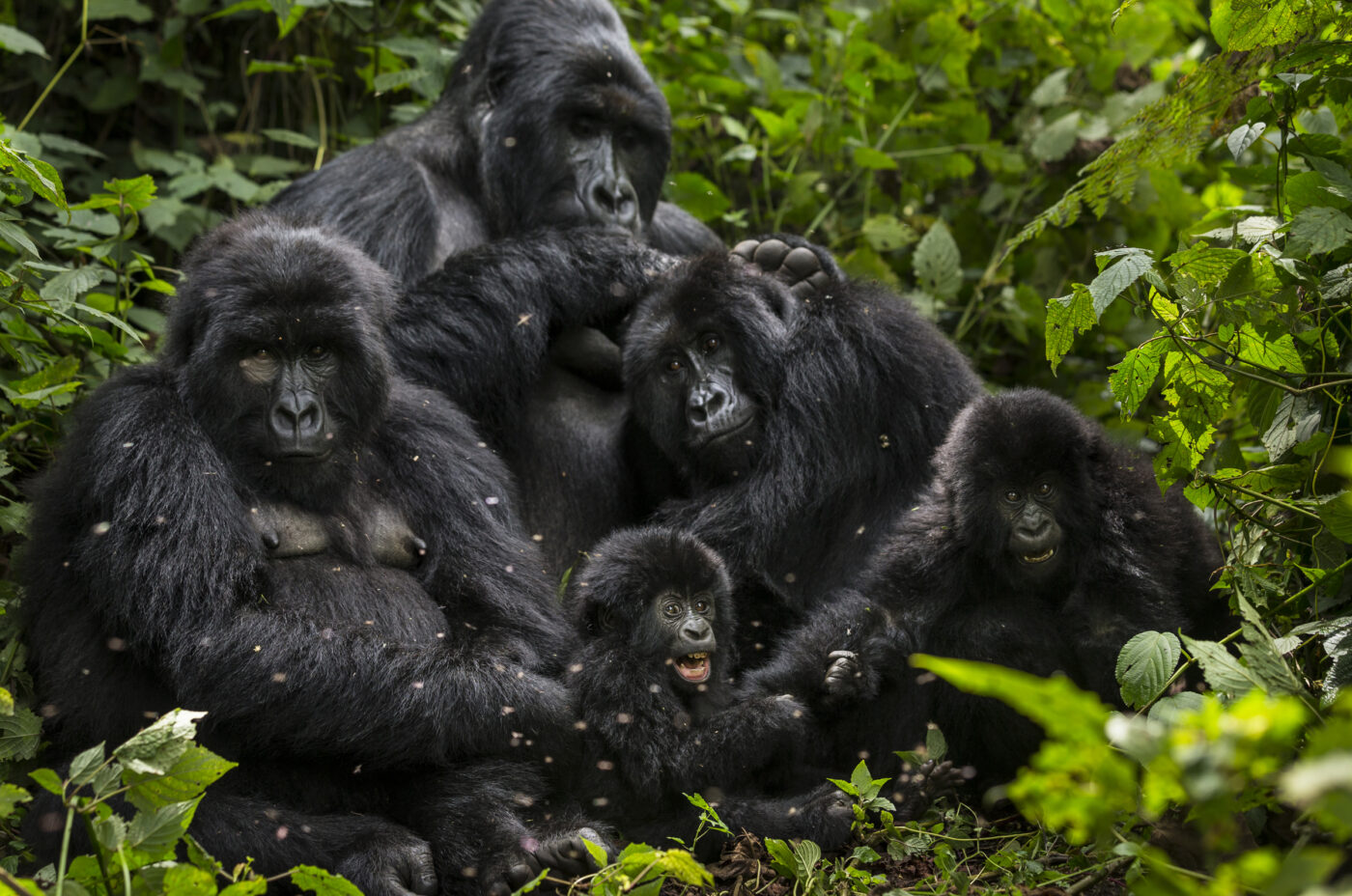 Images de la famille Bageni dans le secteur des gorilles du parc national des Virunga, RDC, 6 août 2013. Le secteur des gorilles est actuellement occupé par le mouvement rebelle M23 de l'armée congolaise. Malgré cette occupation et celle d'un groupe rebelle précédent, les gorilles continuent de survivre, en grande partie grâce aux efforts de l'ICCn, l'Office congolais de la conservation de la nature. Les précédents camps de Bukima ont été détruits, d'abord par le mouvement rebelle CNDP en 2008 et 2009, puis plus récemment par leurs partisans, les rebelles du M23. Malgré ces revers et le danger permanent, les gardes congolais de l'ICCN continuent à protéger les gorilles de montagne de la région et à planifier le tourisme qui suivra si la paix est instaurée. Photo de Brent Stirton Reportage par Getty Images.