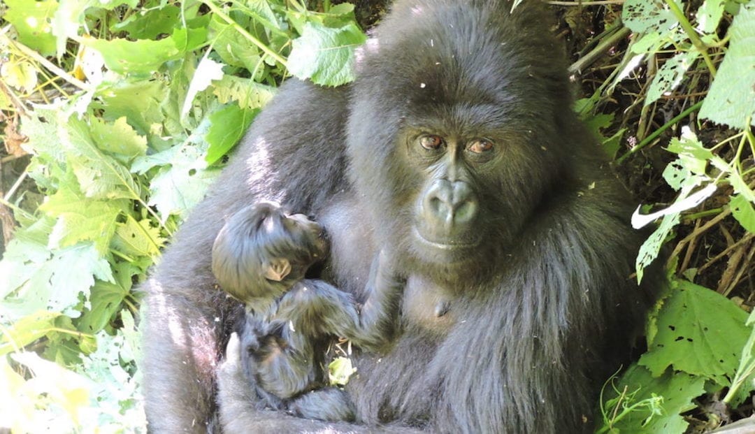 Mountain Gorilla with baby Anangana