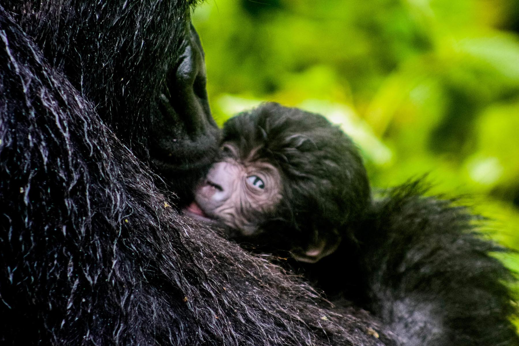 Endangered mountain gorilla newborn Bageni family