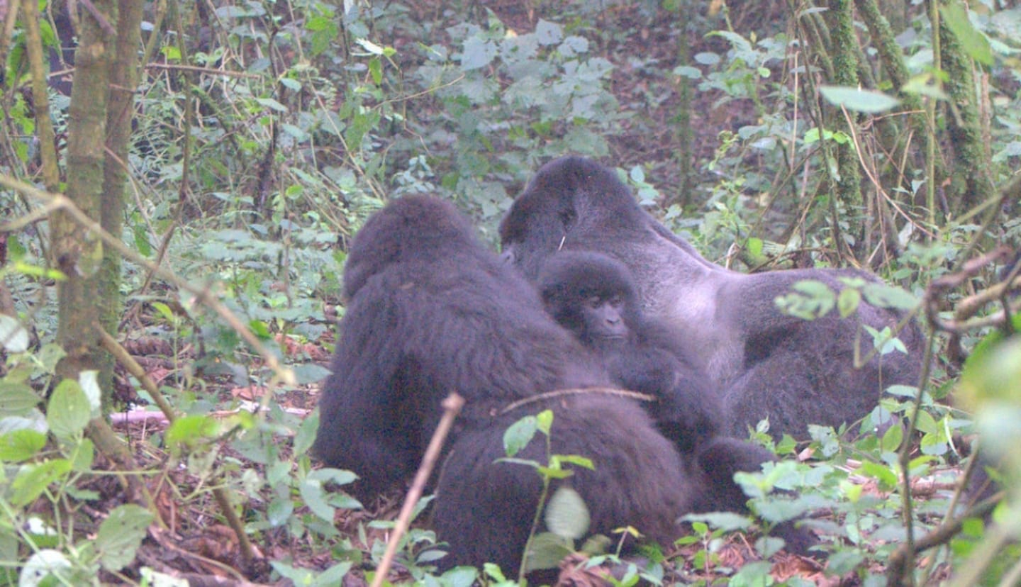 Gorilla Bukima protecting family