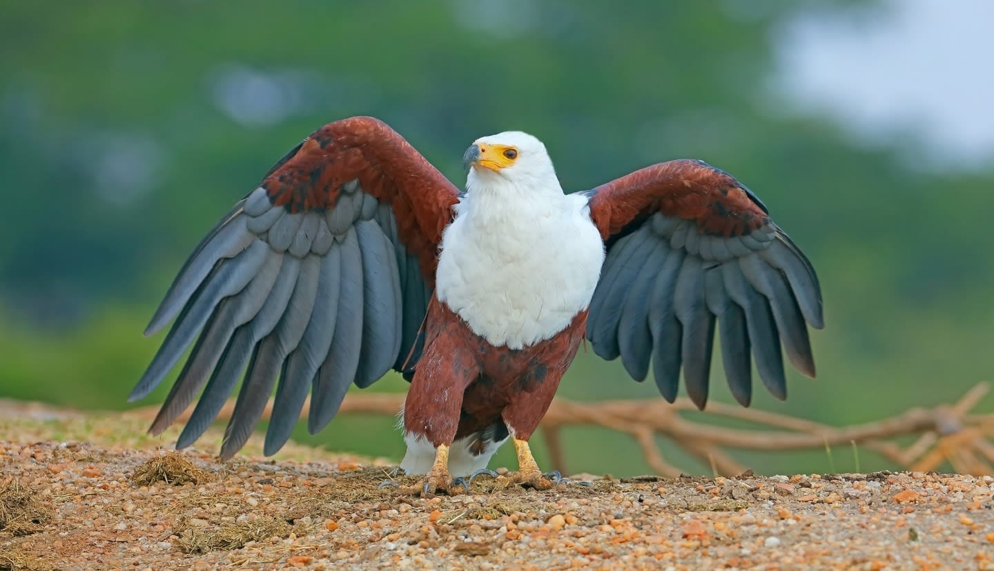 Fish Eagle sunning it's wings