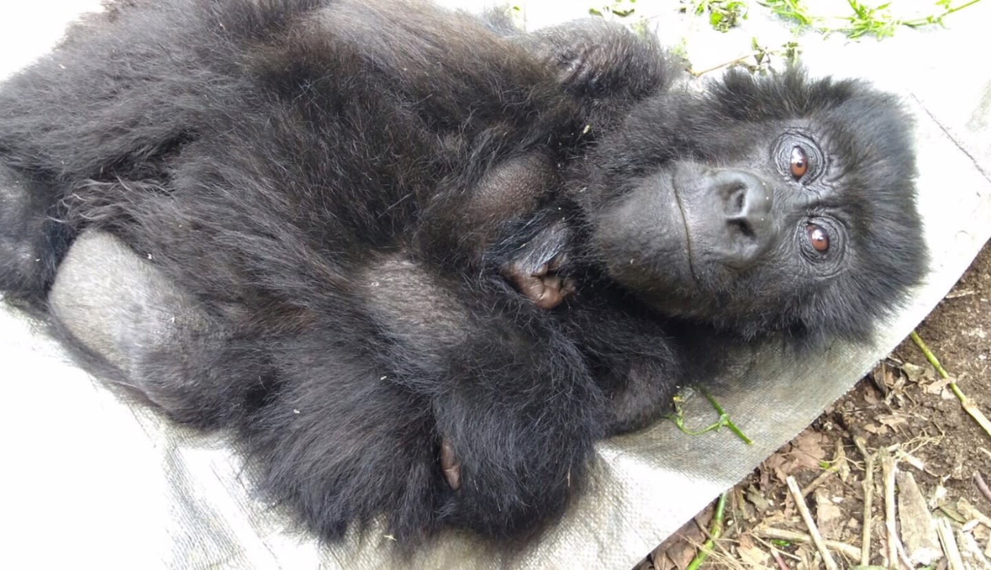 Endangered mountain gorilla lying on a mat