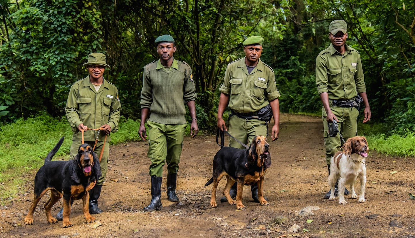 Rangers walking with the antipoaching canine unit
