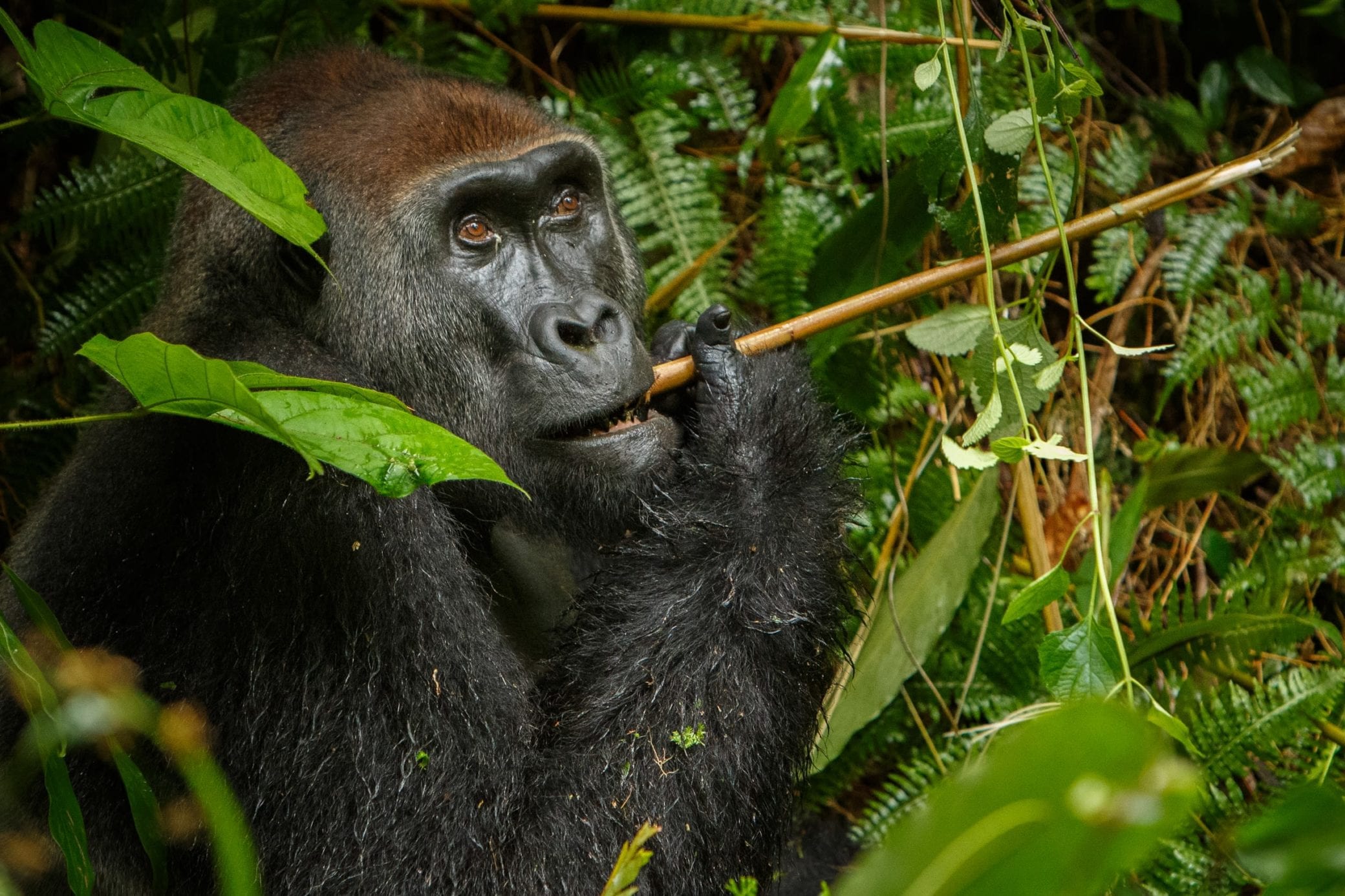 A great ape chewing on a piece of bamboo in the tropical rainforest
