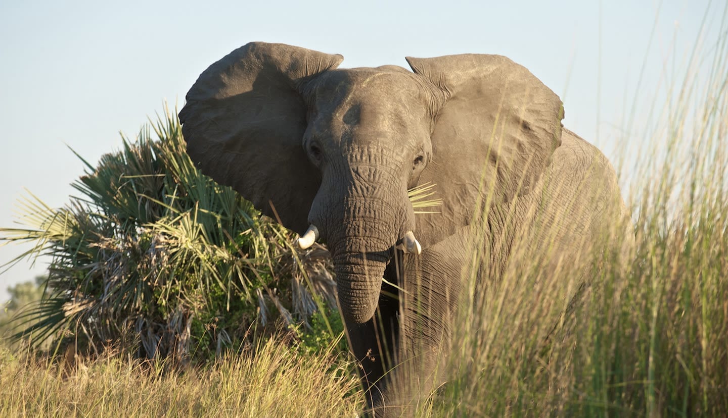 Elephant at Virunga National Park