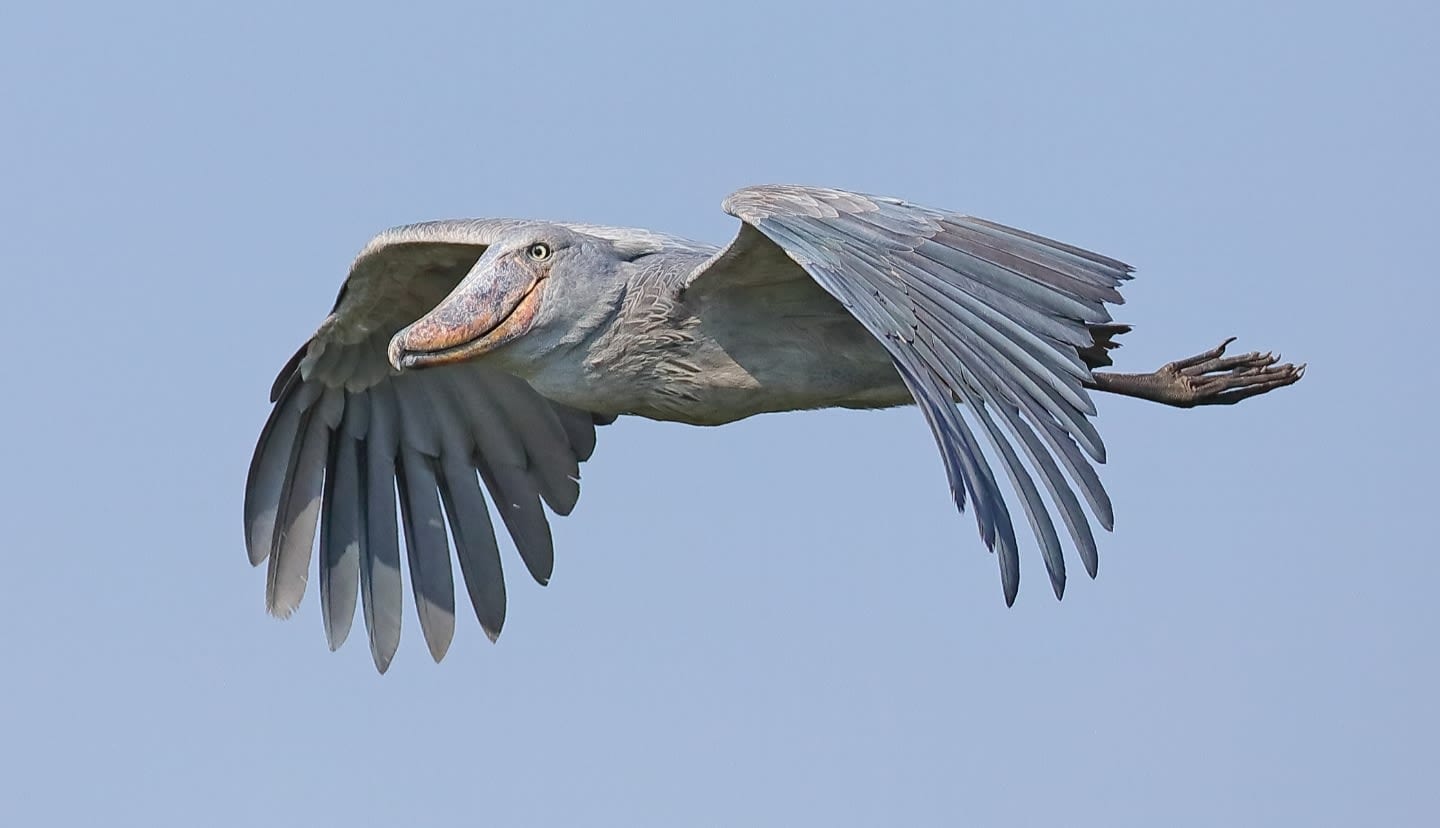 Shoe Bill bird in flight