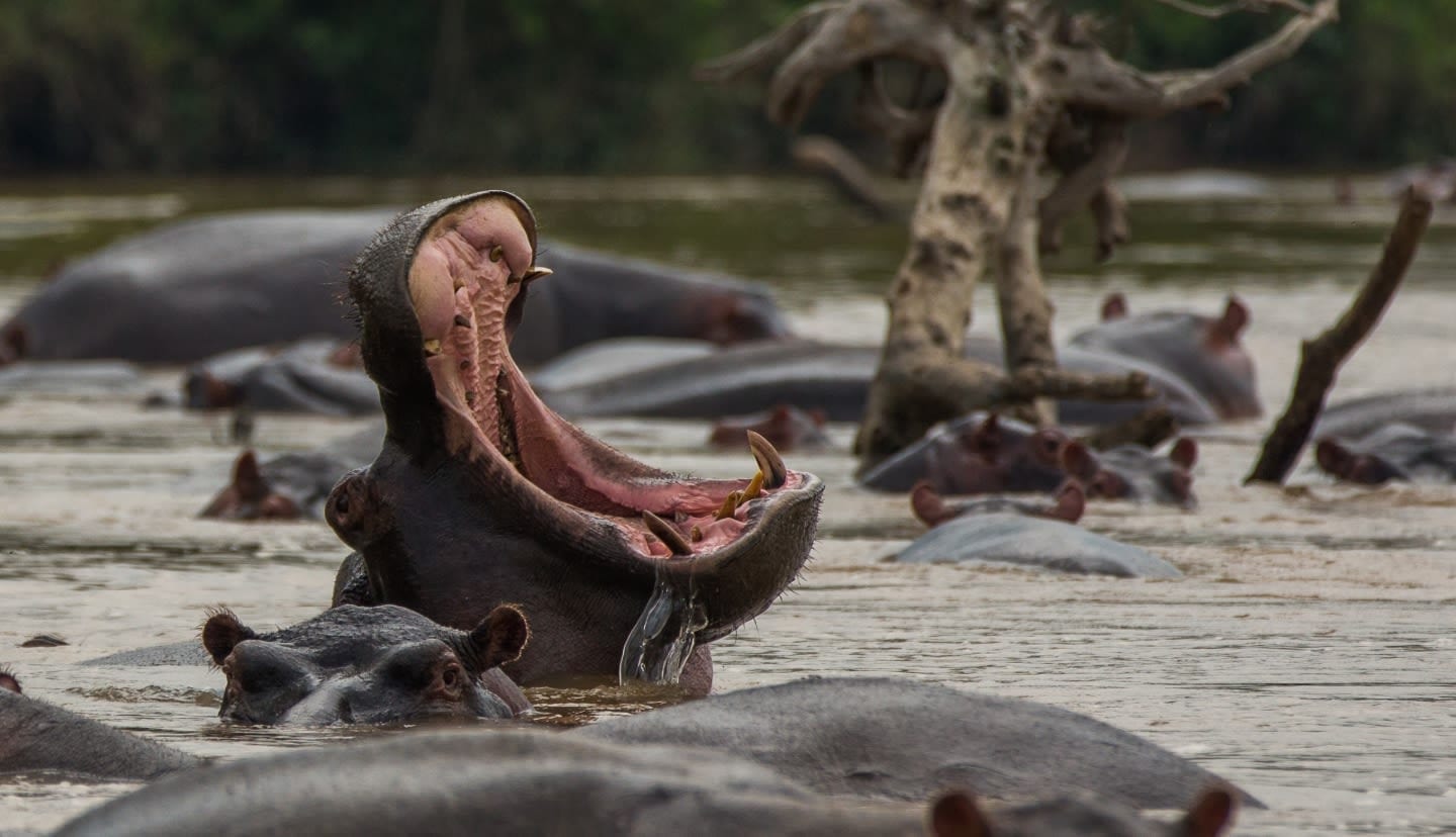 Close-up of a hippopotamus in the water with its mouth wide open and other hippopotami around