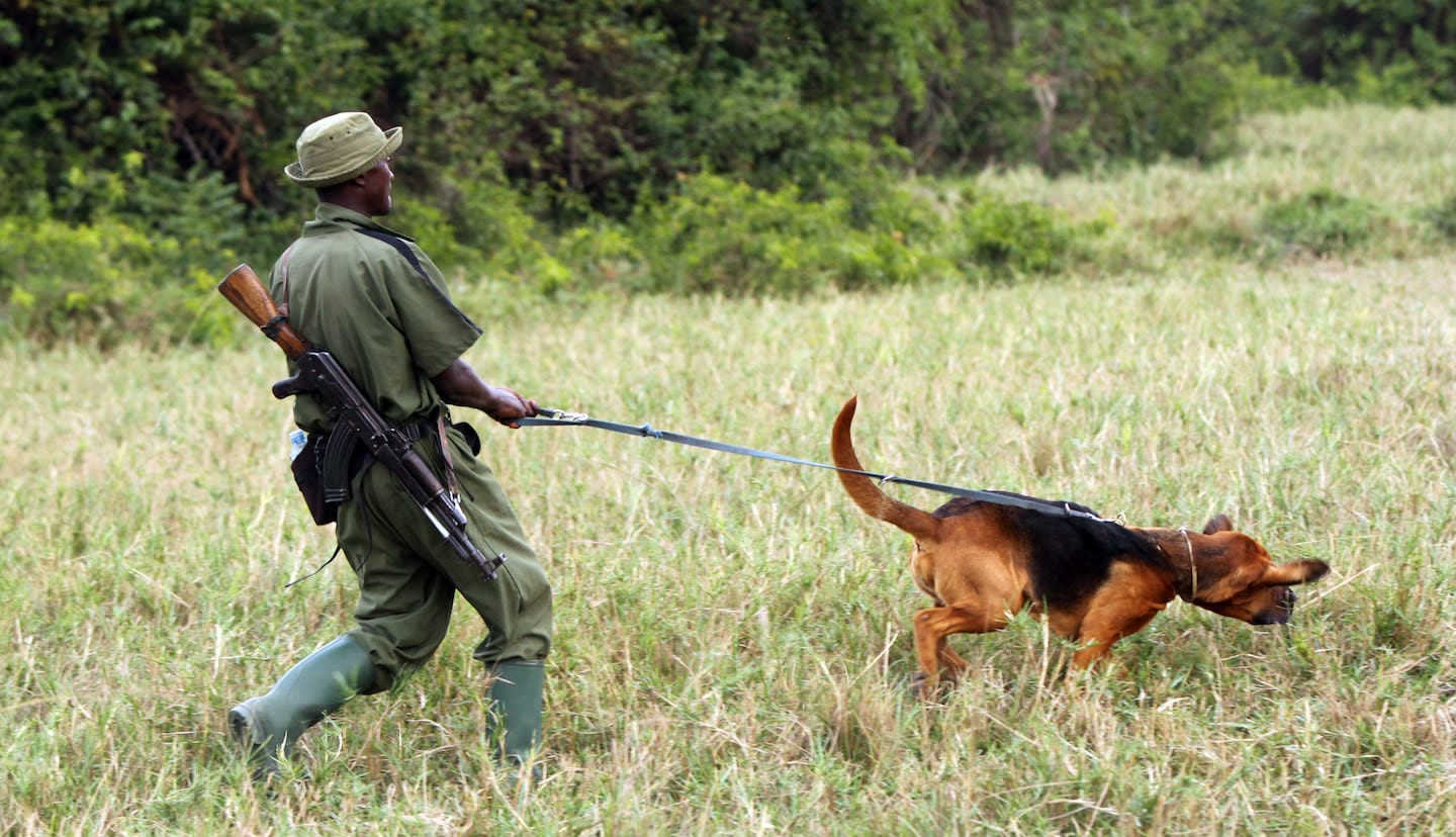 Ranger walking canine on an antipoaching exercise