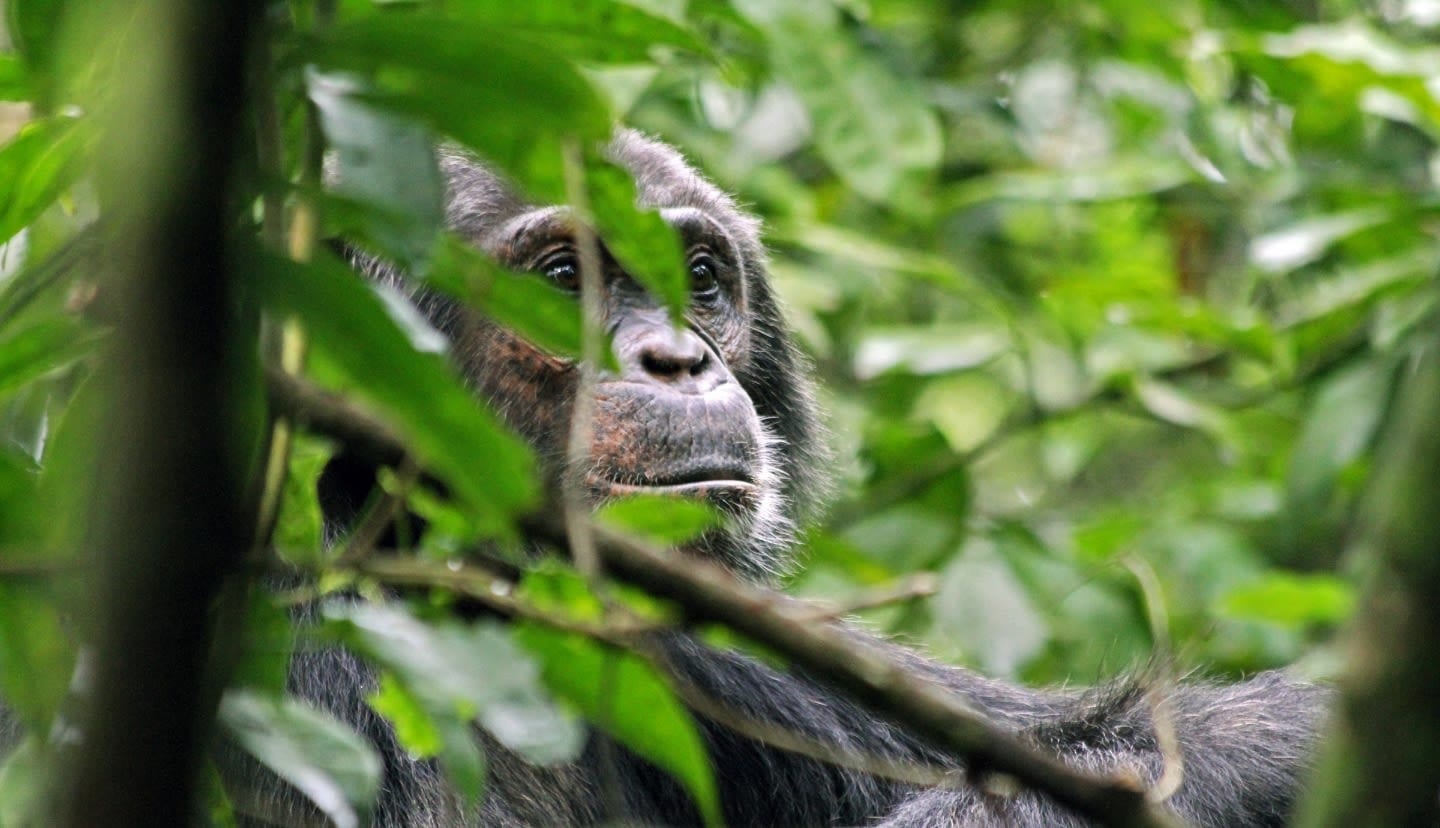 Close-up of a chimpanzee partially hiding behind the leaves of a tree