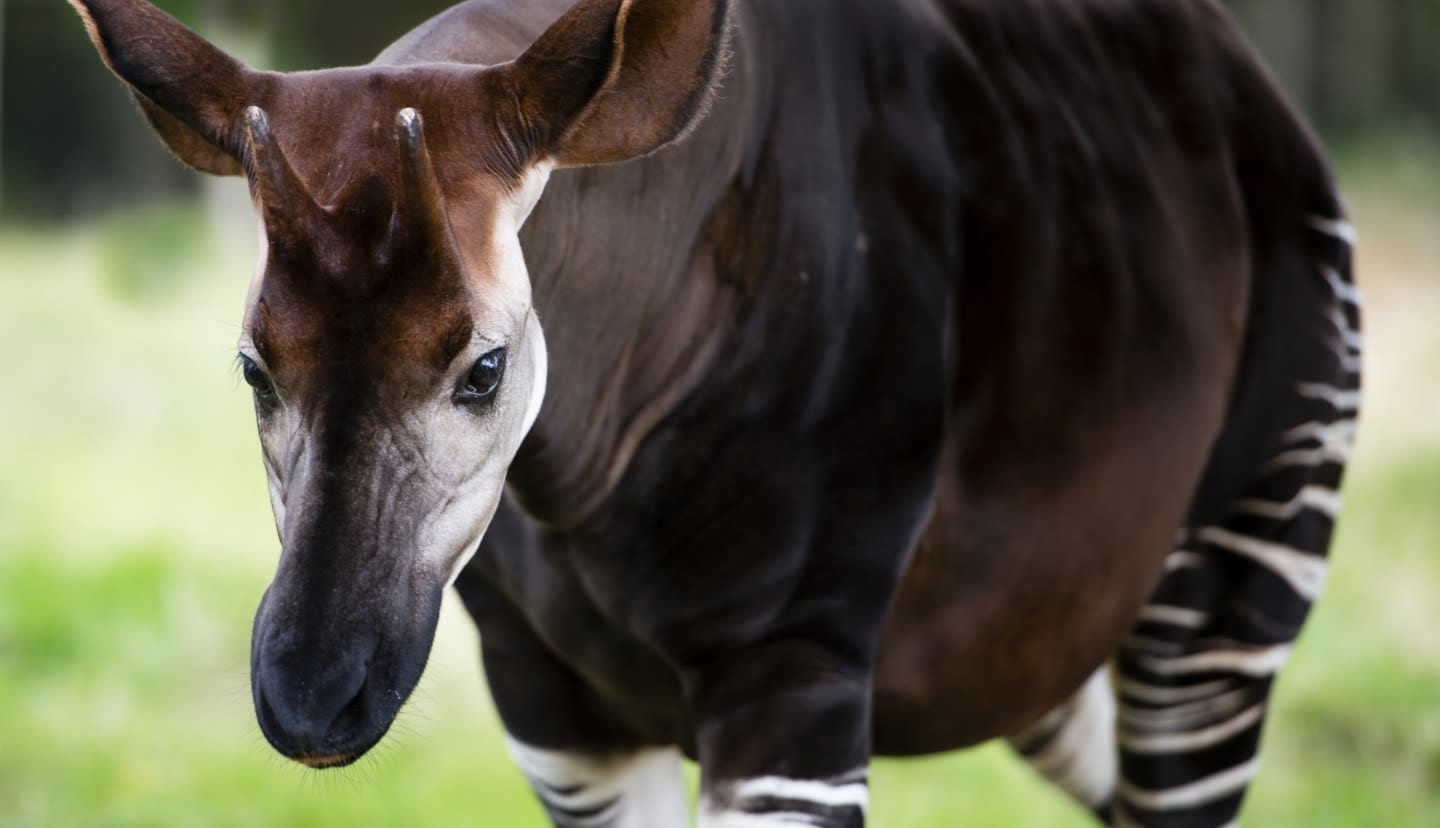 An okapi species endemic to the dense lowland rainforests of central and north-eastern DRC