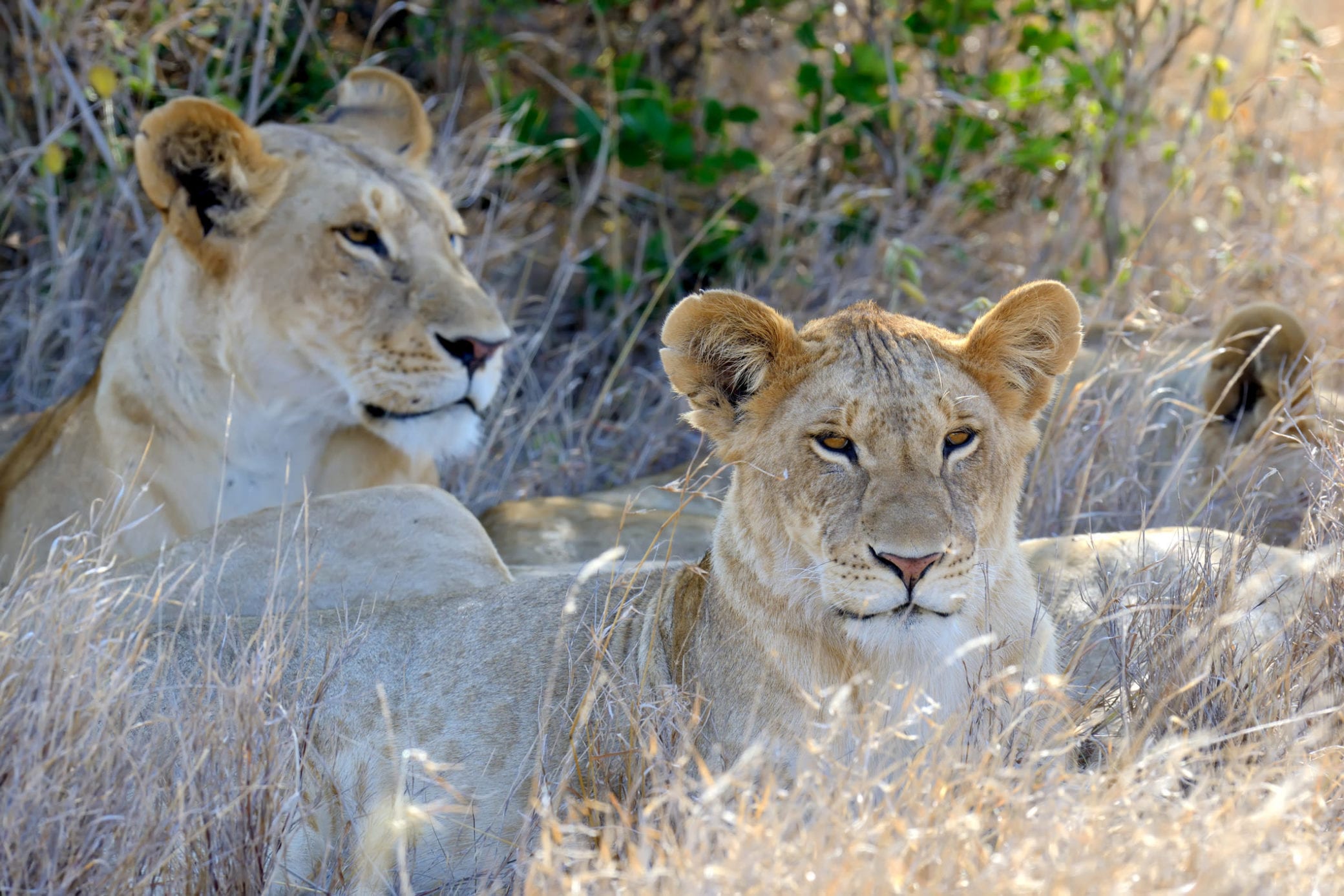 Two lionesses relaxing in the savanna