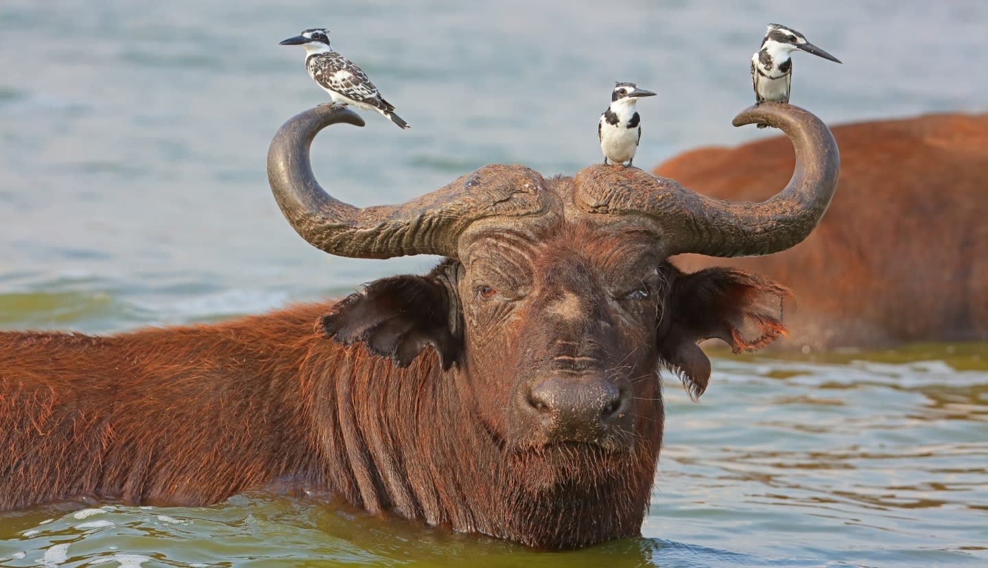 A buffalo in the water with three kingfishers sitting on its horns