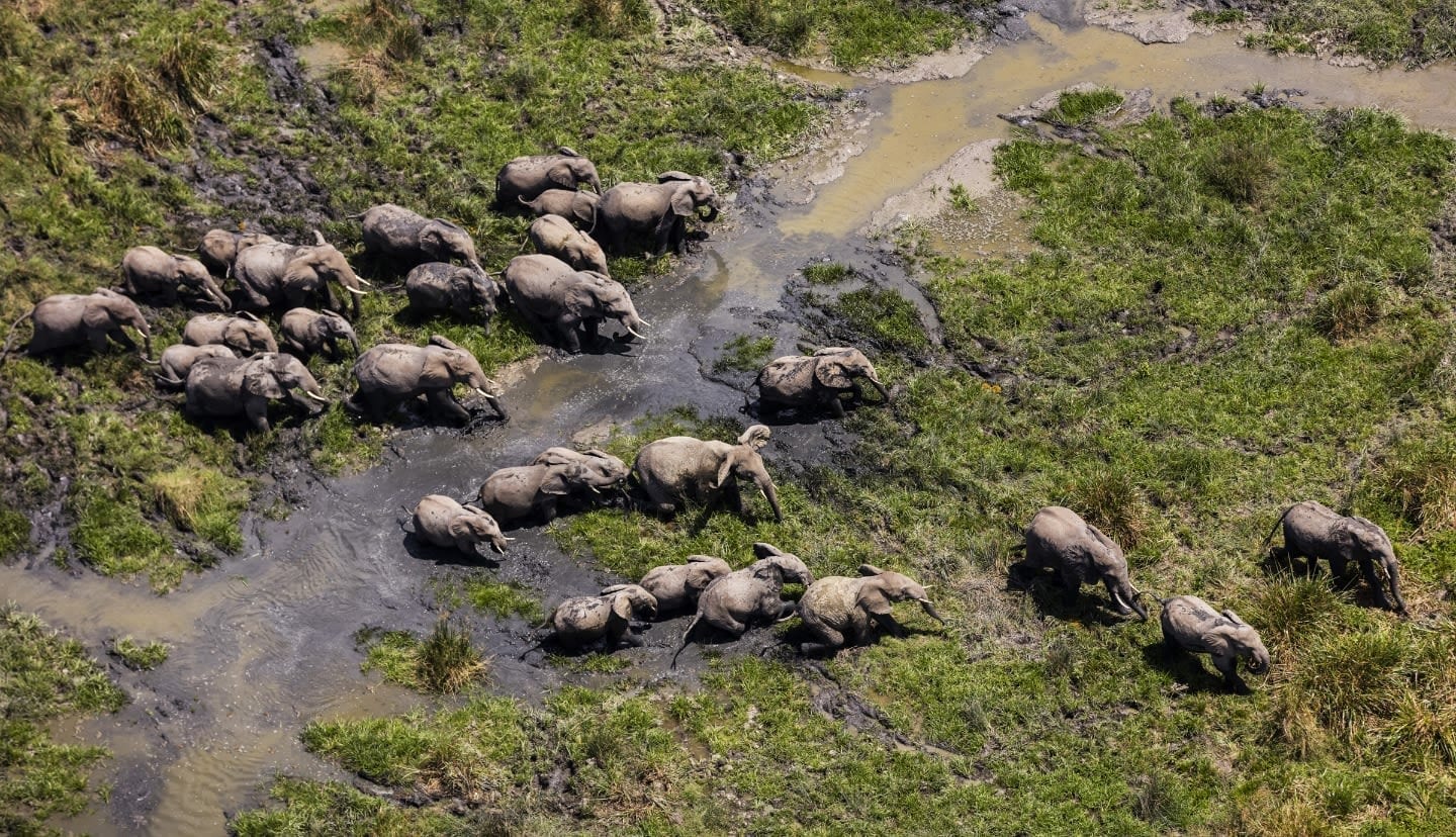 Aerial photograph of a herd of elephants crossing muddy plains