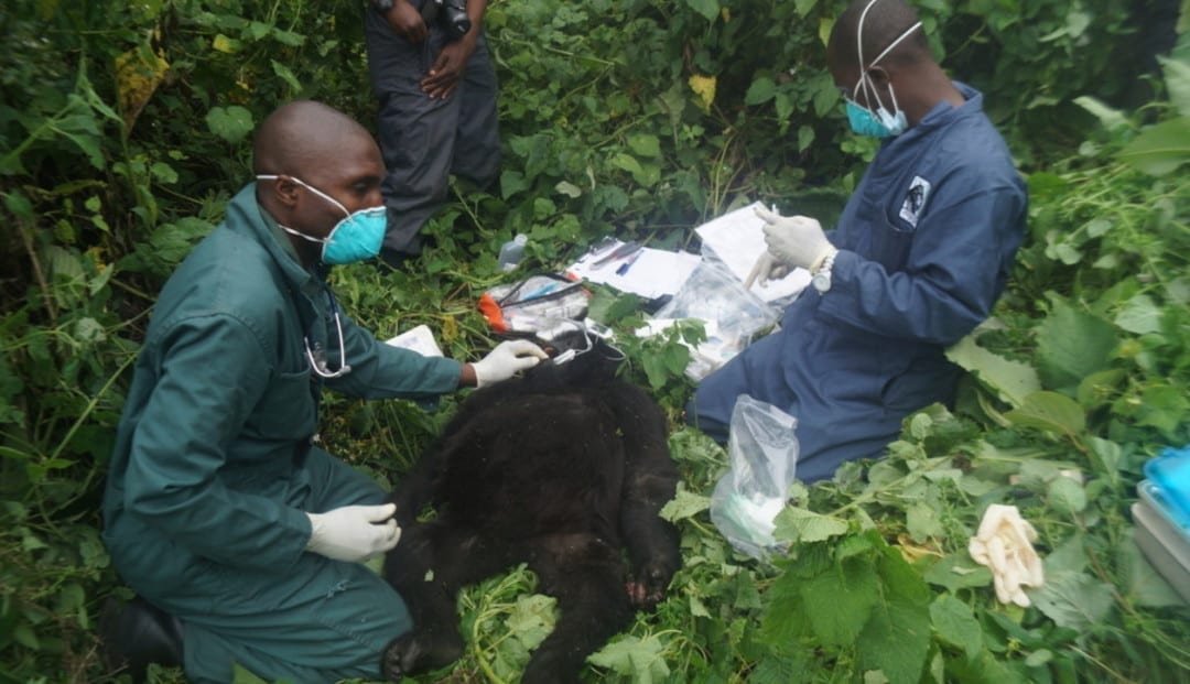 Rangers were able to find this young gorilla in time and summon the help of Gorilla Doctors Eddy Kambale, Martin Kabuyaya, and Joost Philippa.