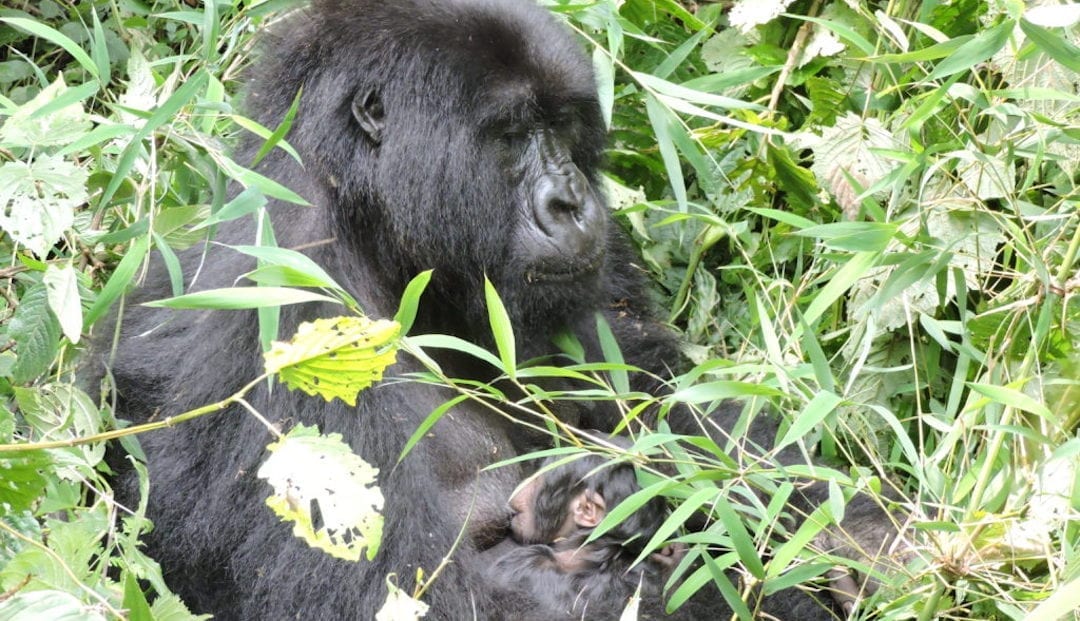 Humba family: Janja with her latest baby, a girl.