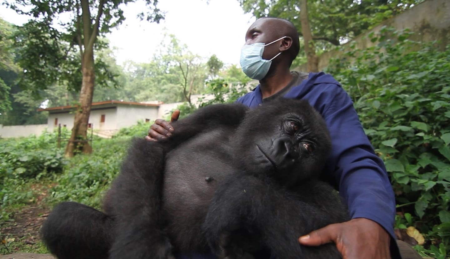 Orphan gorilla Maisha