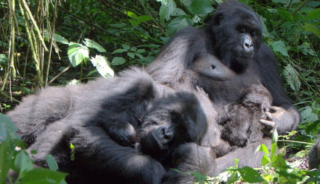Mapuwa Gorilla Family newborns Sebutimbiri-Bitangi-