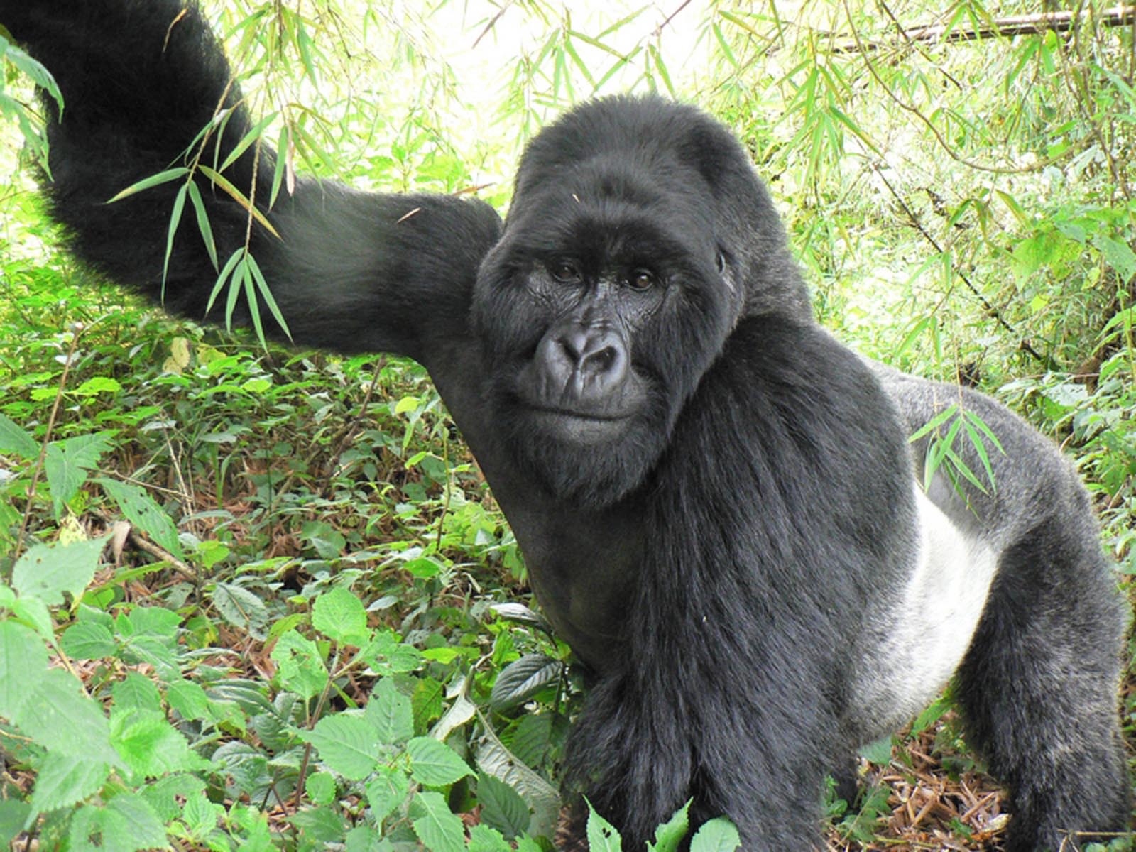 A silverback mountain gorilla in its natural habitat