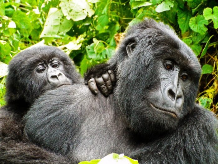 Young mountain gorilla and its parent in their natural habitat