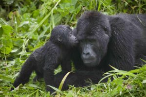 A baby mountain gorilla giving a kiss to its parent in the tropical rainforest