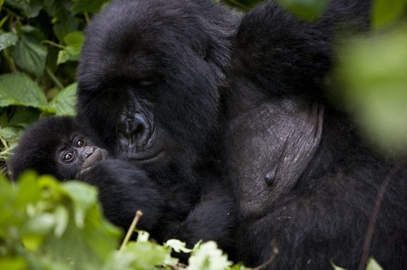 Mountain gorilla mother and its baby gorilla lying in their natural habitat