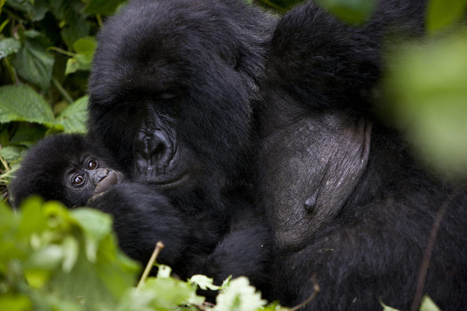 Mountain gorilla mother and its baby gorilla lying in their natural habitat