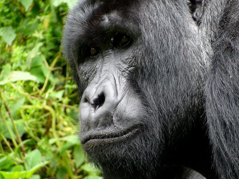 Close-up of an endangered mountain gorilla and its unique nose print