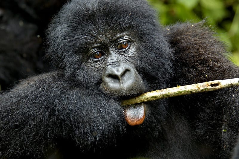 A baby mountain gorilla with a tree branch in its mouth
