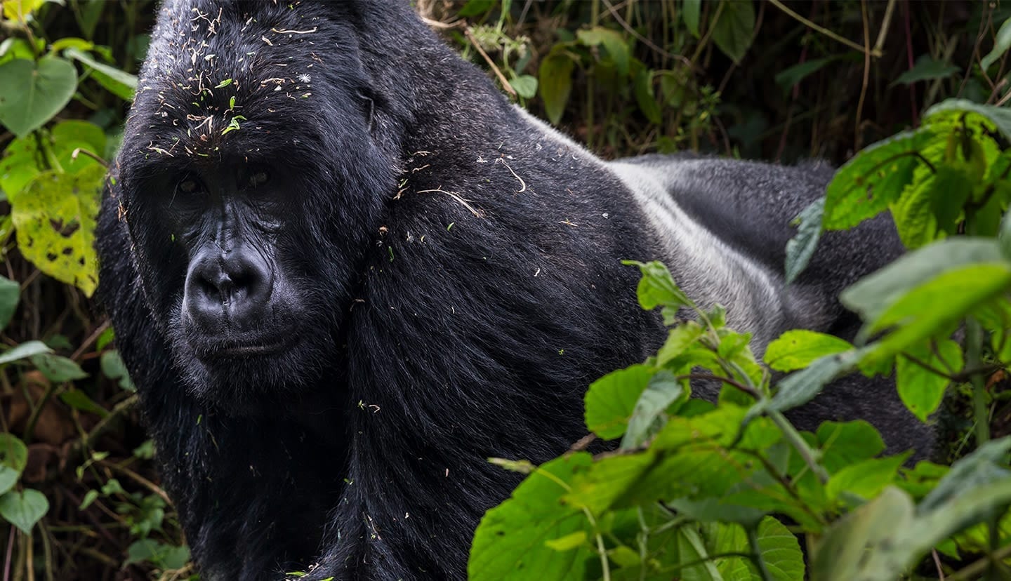 Endangered silverback mountain gorilla in the wild