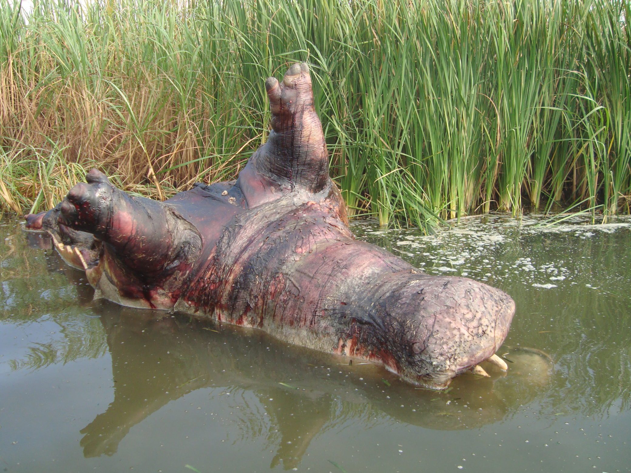 Poached hippo in the Ishasha River