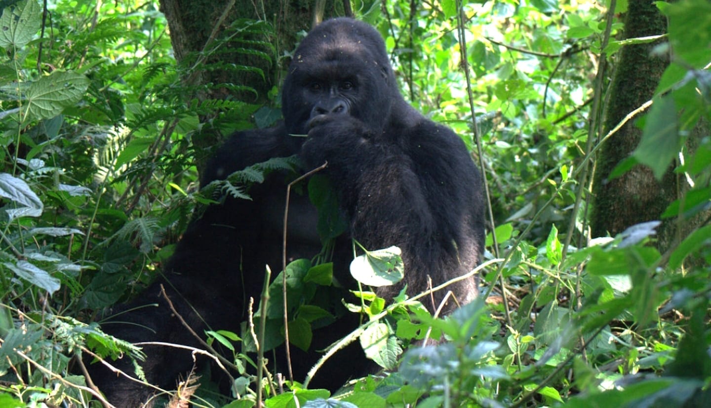 Noel blackback gorilla from the Rugendo group