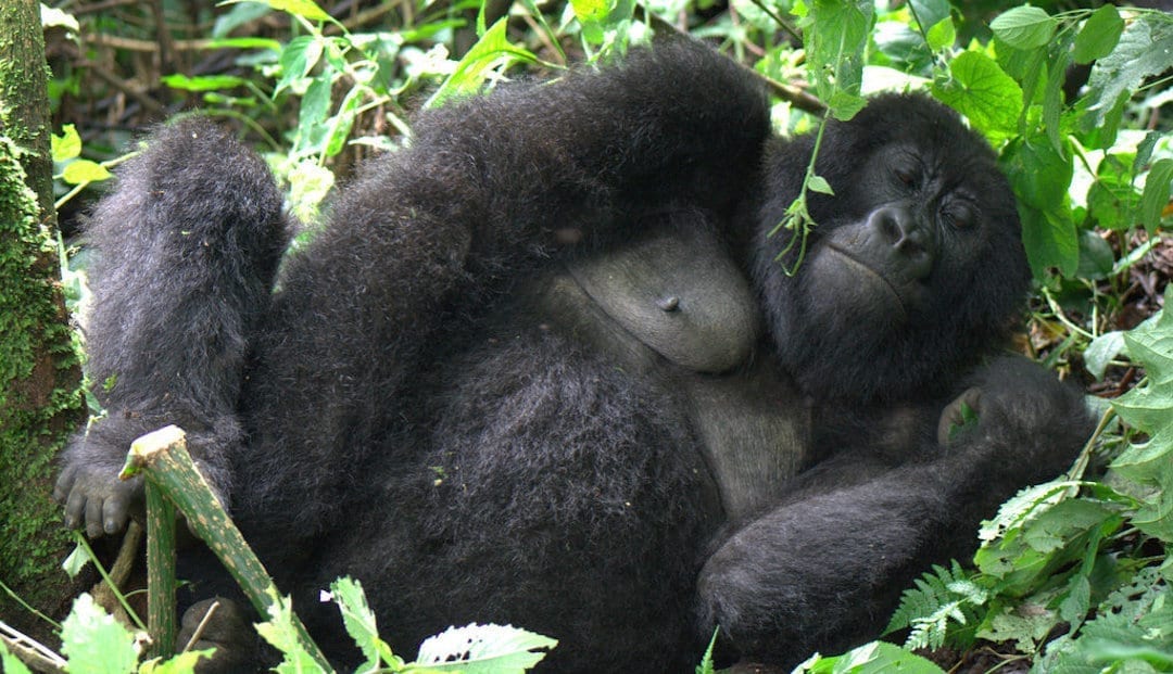 Photo of Janja Rugendo mountain gorilla family