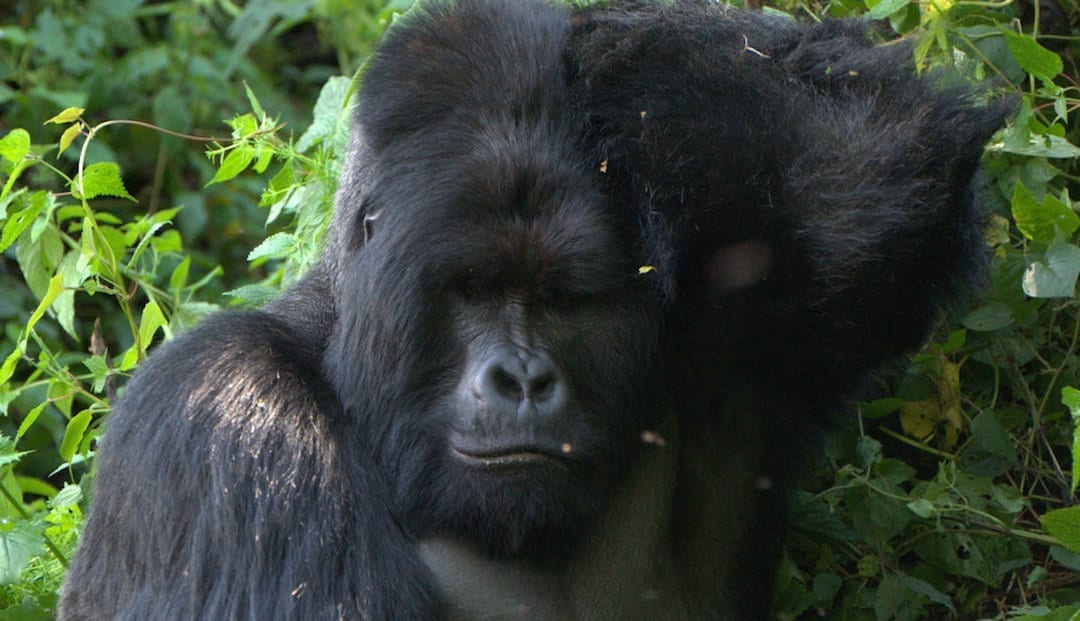 Endangered mountain Silverback gorilla Nyakamwe, Gorilla Family
