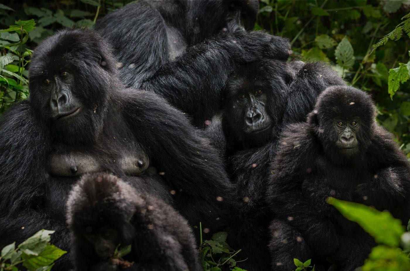 image of an endangered mountain gorilla family