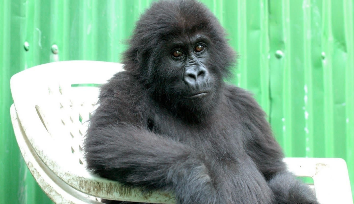 Ndeze orphaned mountain gorilla