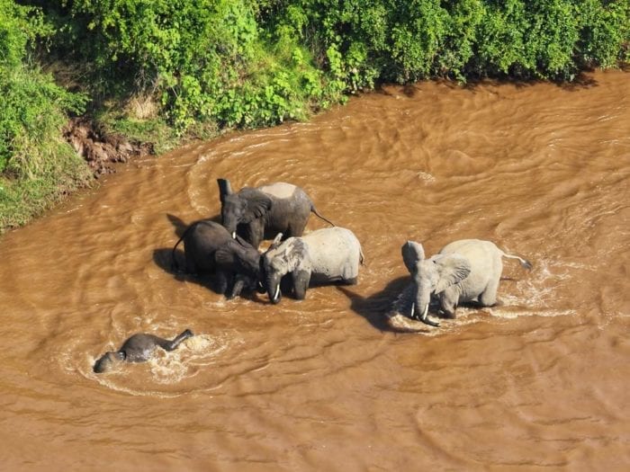 Herd of elephants in water