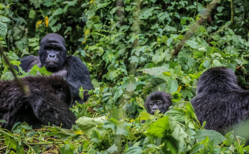 SOS Grant protected vulnerable gorilla populations during the COVID-19 pandemic