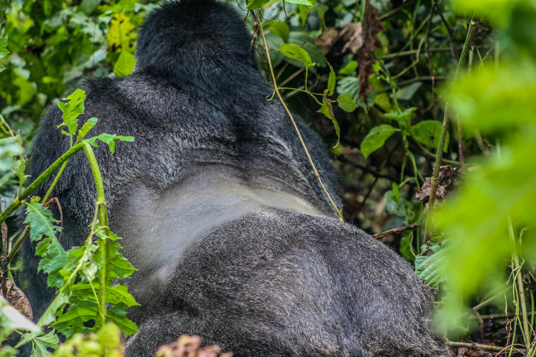 Image of gorilla silverback