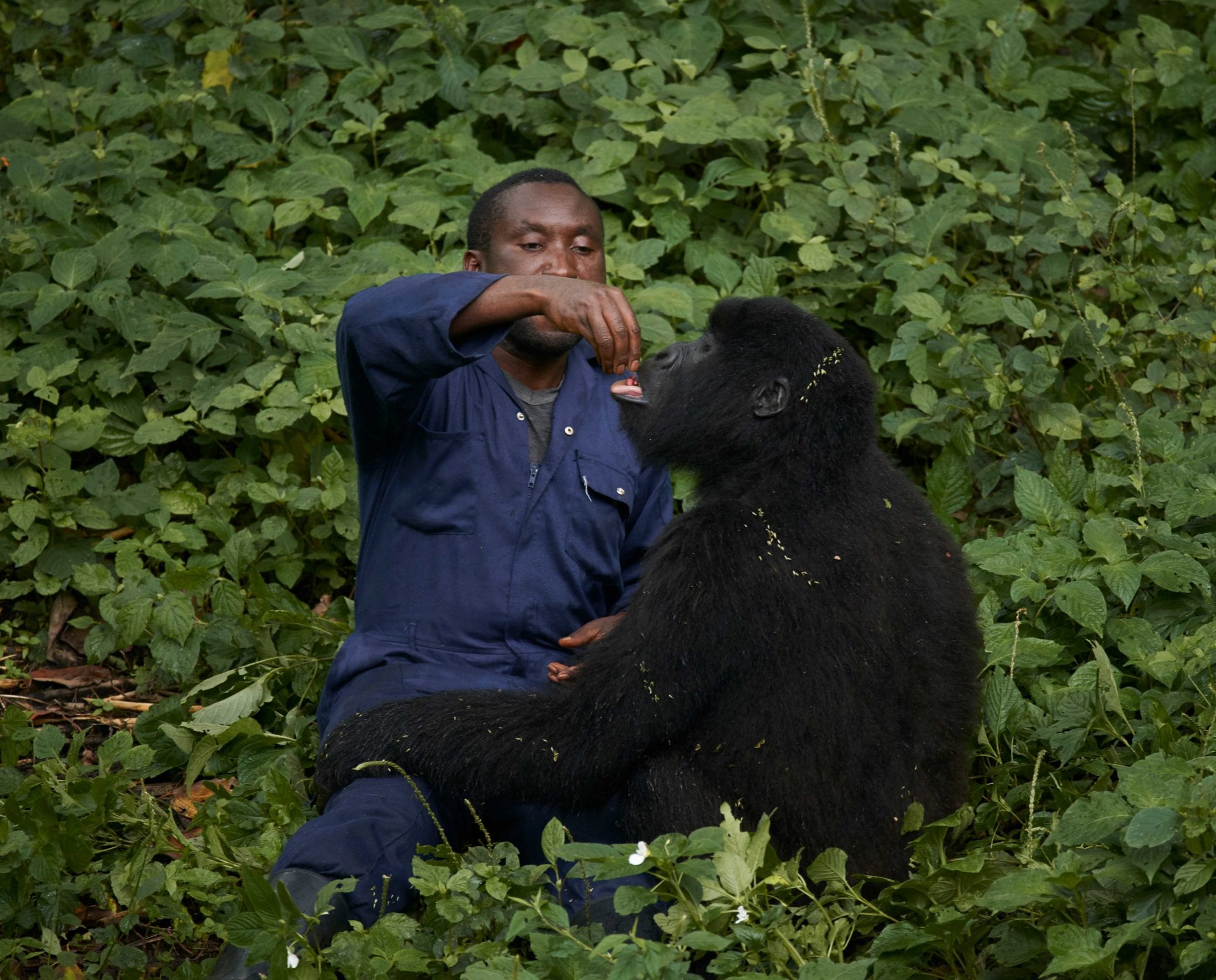 Orphan gorilla feeding time