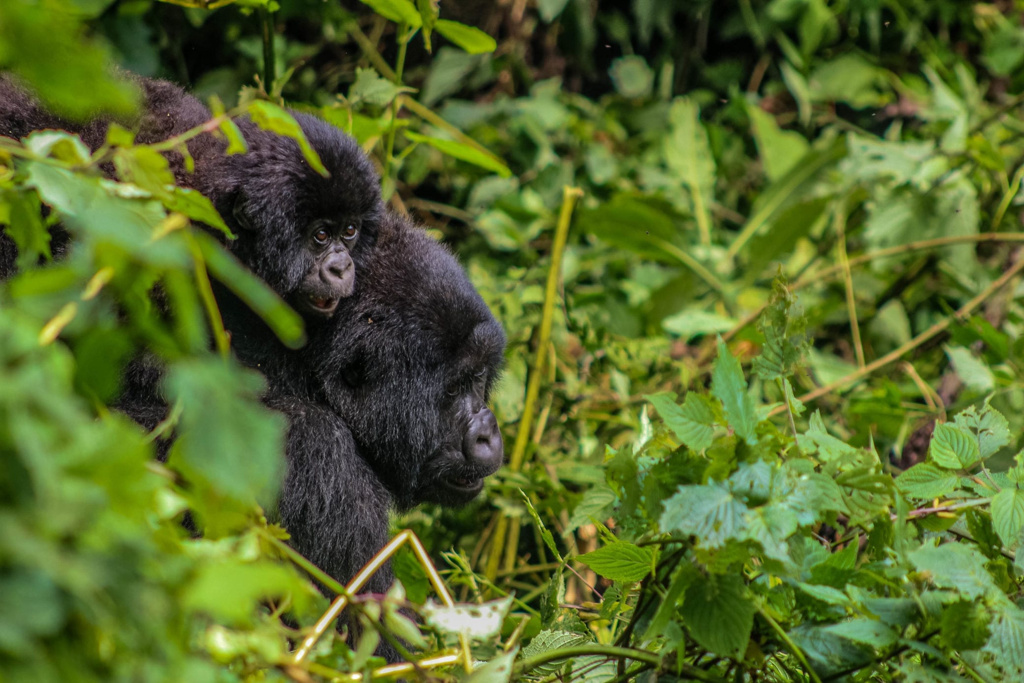 Gorilla family in rainforest
