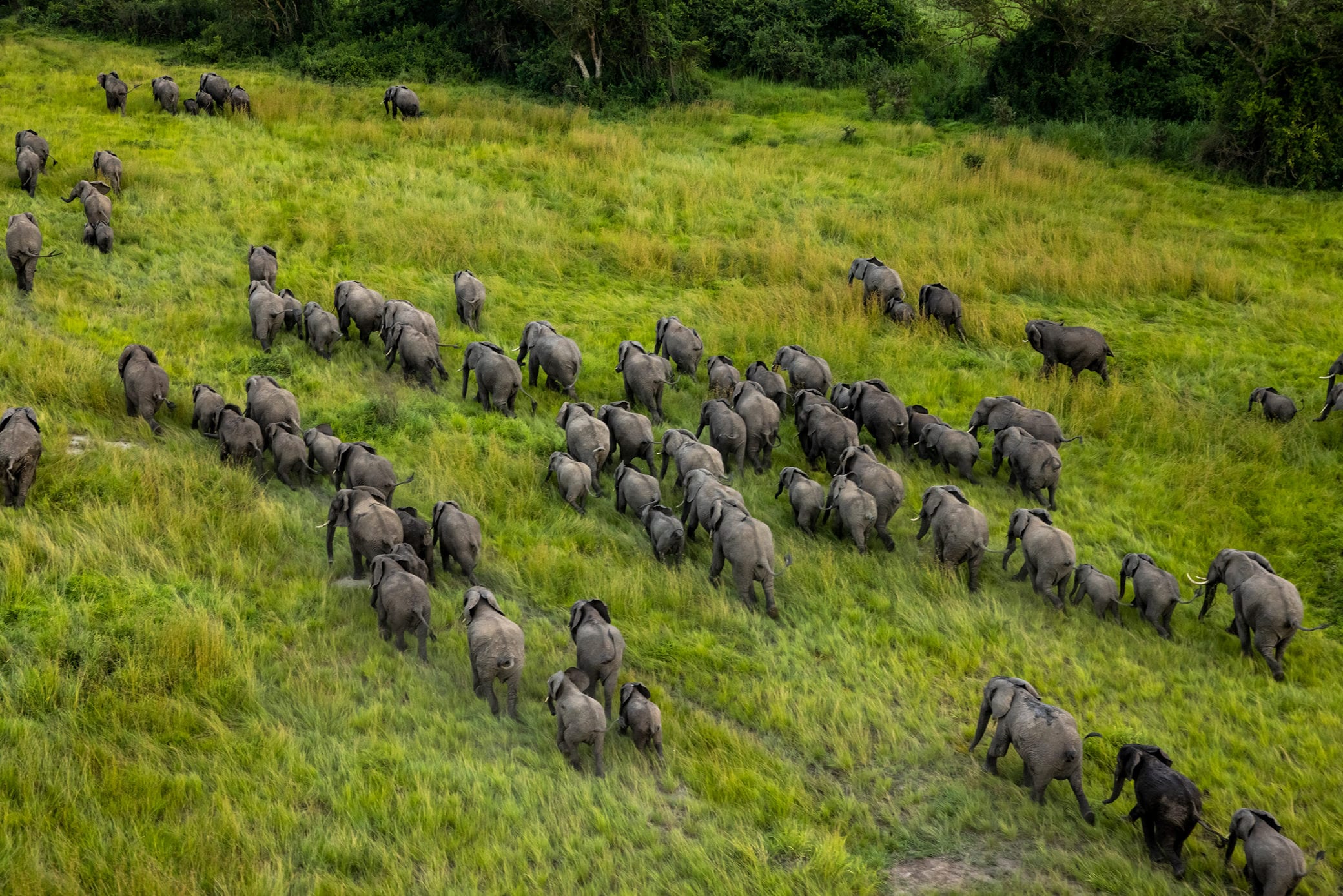 A herd of elephants crossing the savanna taken by photographer Brent Stirton
