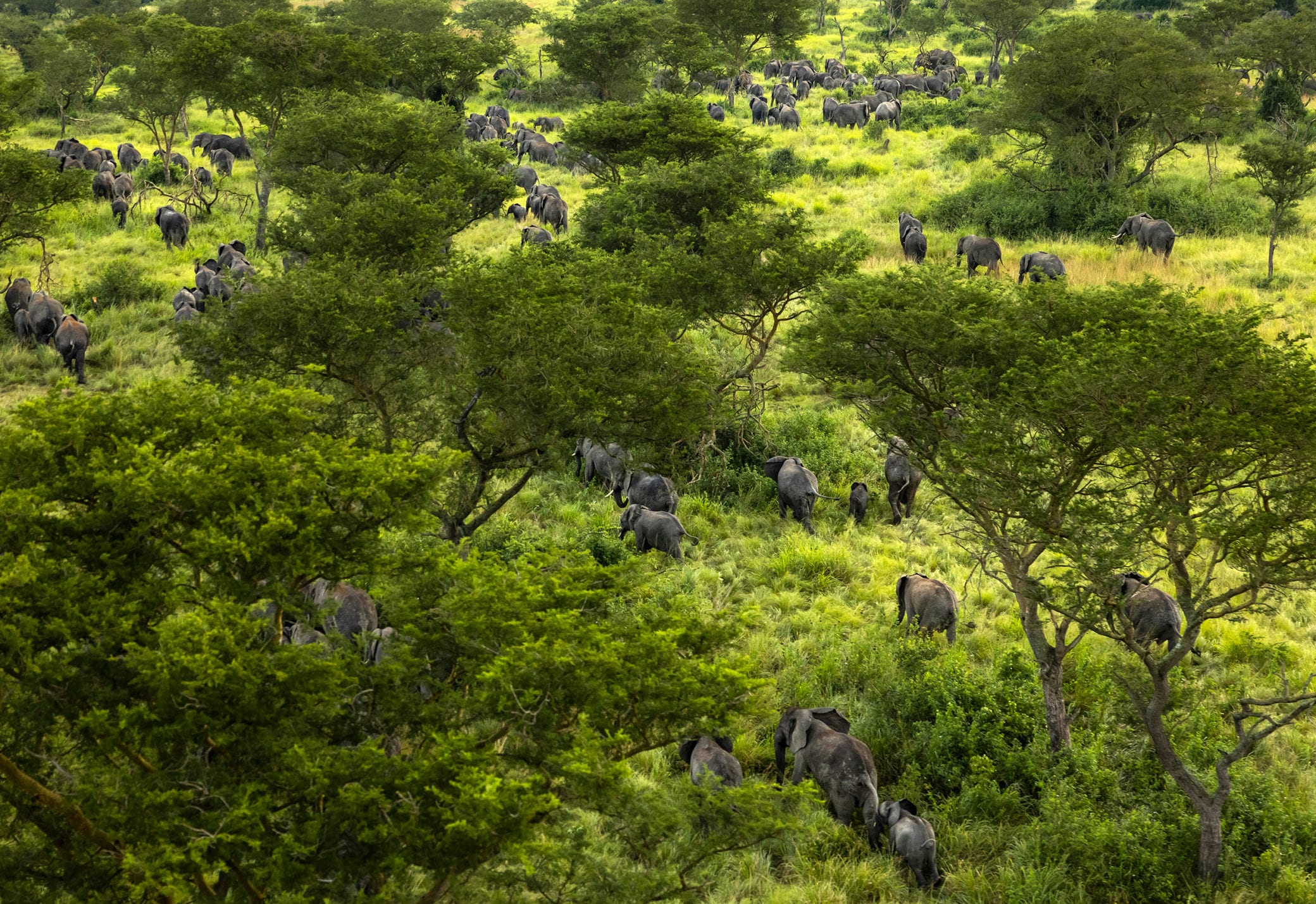 Aerial view of a herd of African bush elephants returning to Virunga National Park
