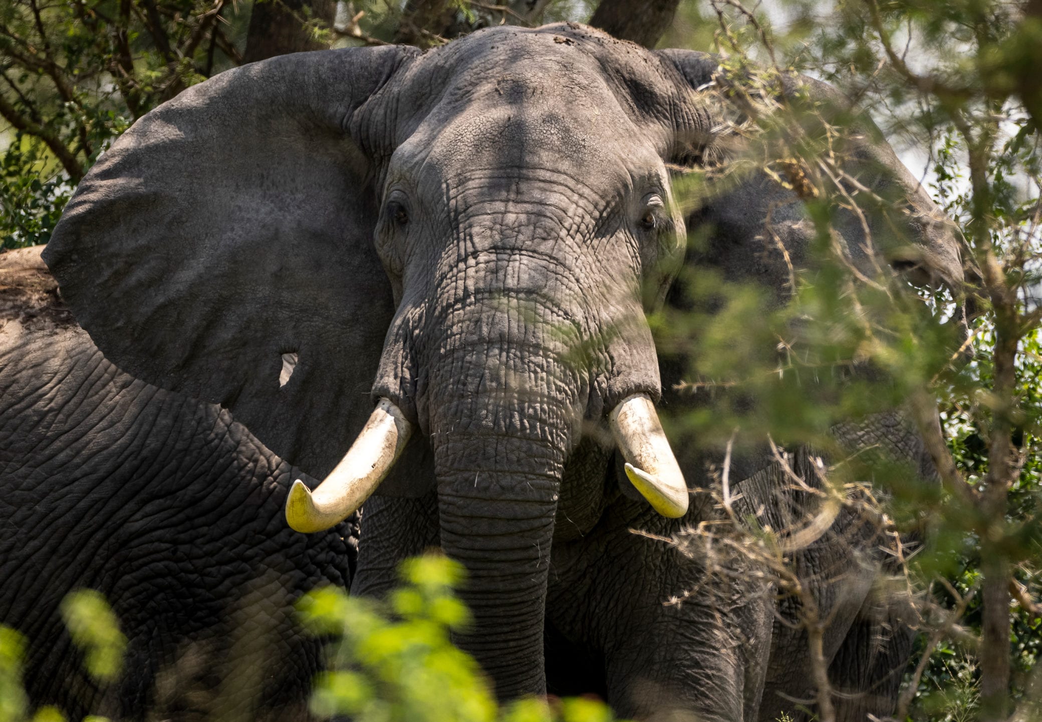 African Bush Elephants Savanna Elephants Virunga National Park