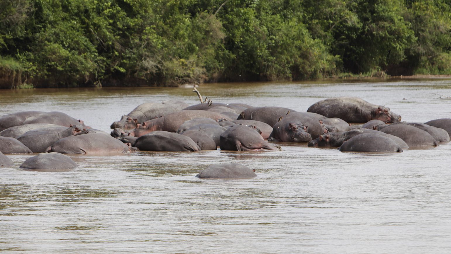 A group of hippopotami in the water taken by Marcel Hagmann