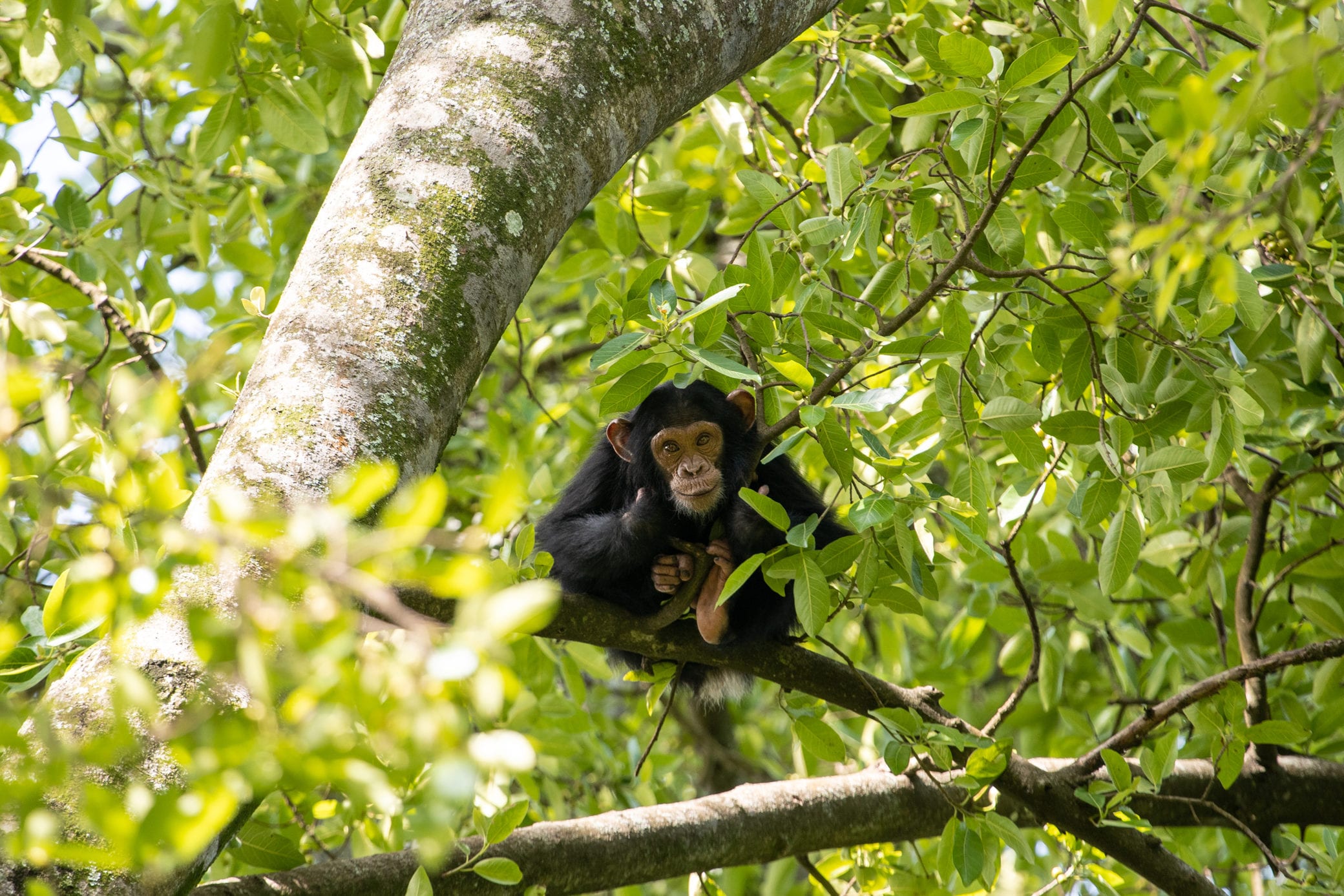 A baby chimpanzee sitting on a branch tree