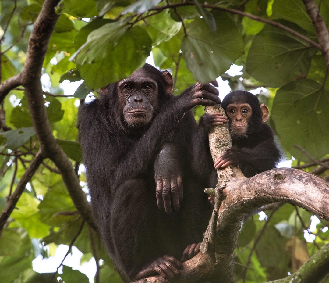 Chimp mother and baby perched in the canopy of Virunga