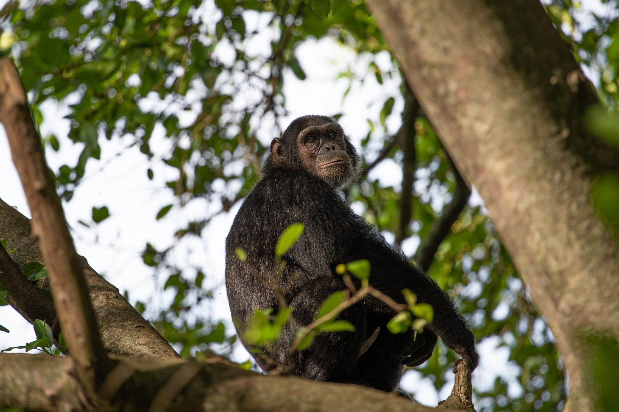A chimpanzee sitting on a branch tree