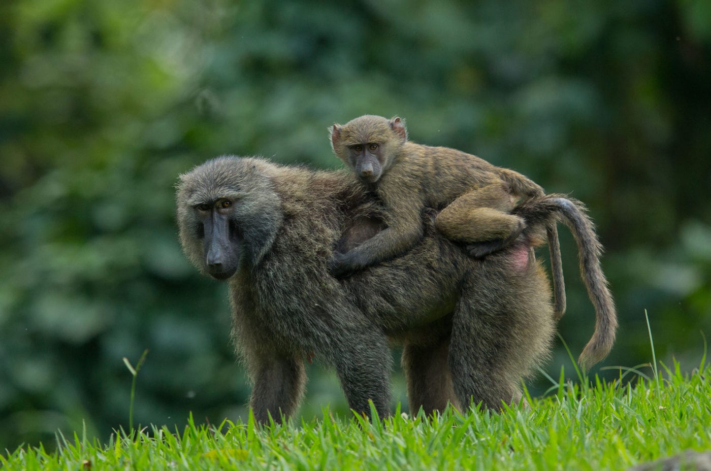 Mother baboon holding baby baboon in the wild