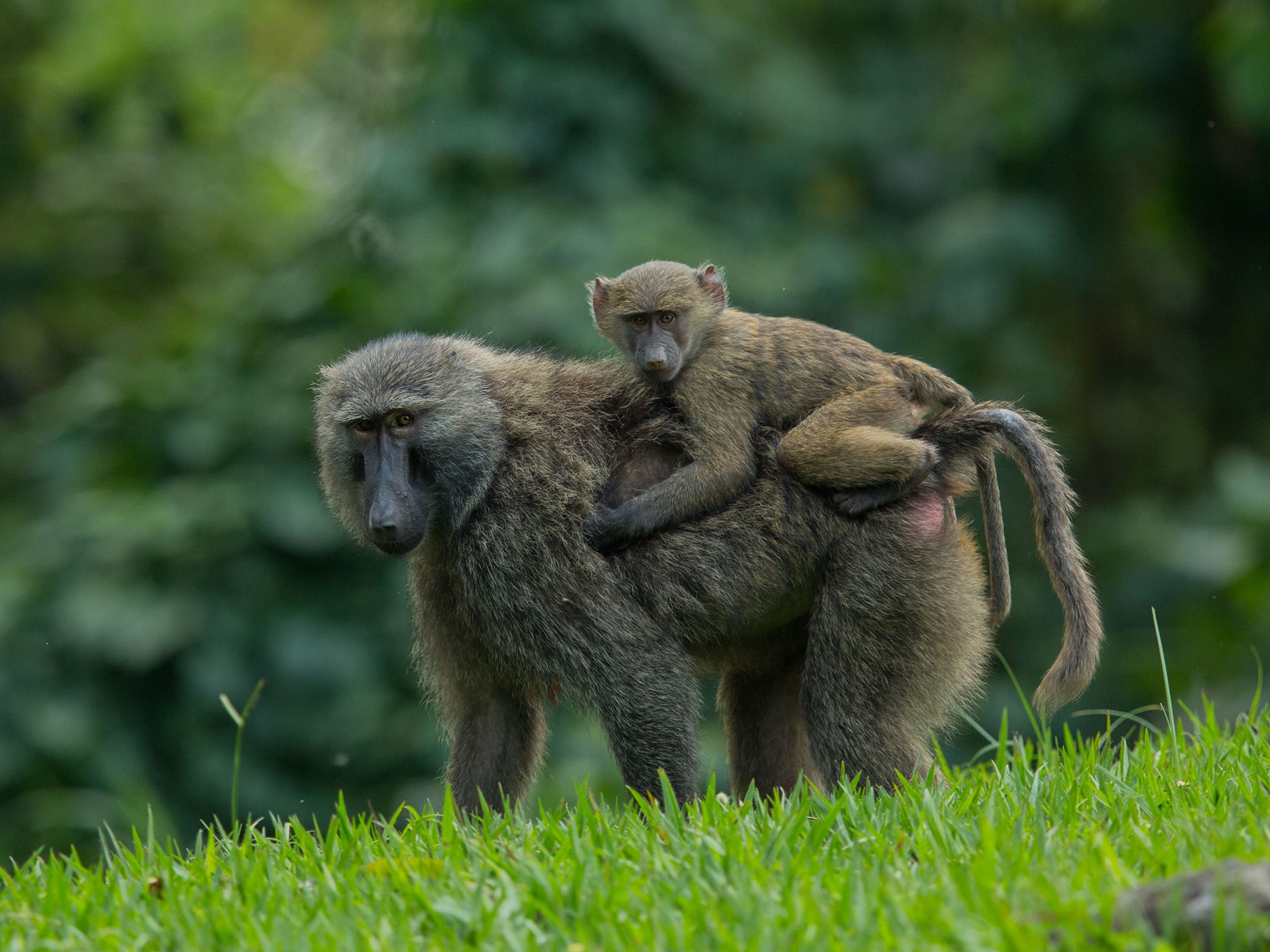 Mother baboon holding baby baboon in the wild