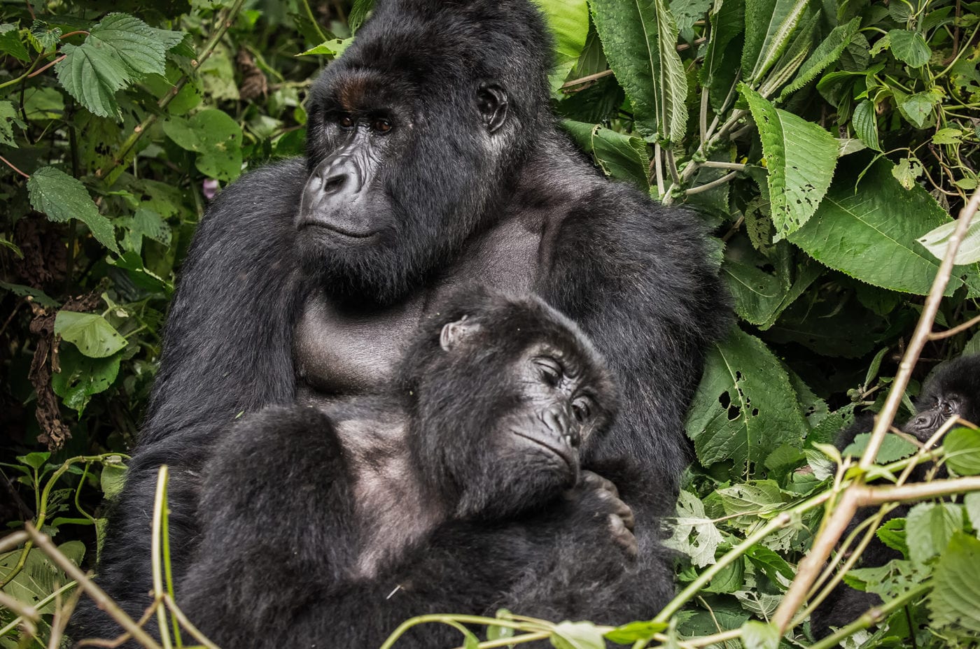 Three mountain gorillas resting in the rainforest
